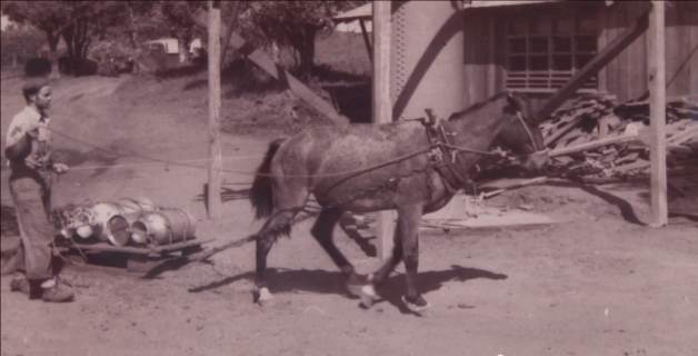 Horse pulling cargo sled